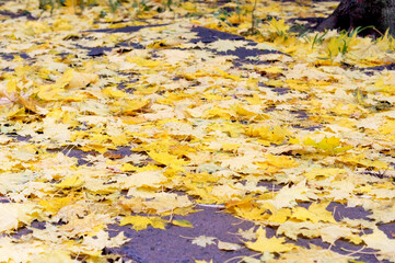 Fallen yellow maple leaves lie on the path in the park
