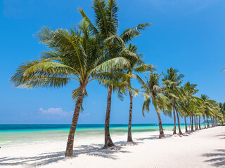 Boracay, Malay, Aklan, Philippines - April 2023: Coconut trees line Station 2 of Boracay Island.