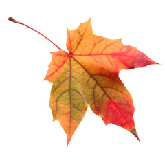 autumn red-orange maple leaf isolated on a white background.