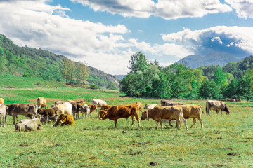 Fototapeta na wymiar Tranquil Pyrenean Cow Pasture in Slow Motion