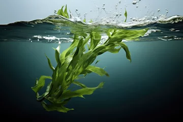 Poster Seaweed Floating Alone Against Clear Background © Anastasiia