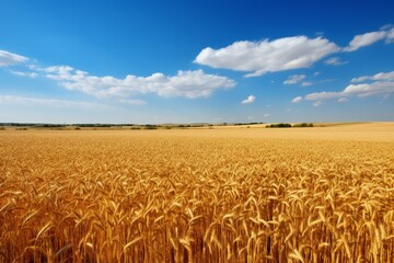Naklejka premium Beautiful agricultural field with ripening wheat nature harvest. Ripe seed bread scenic. Generate Ai