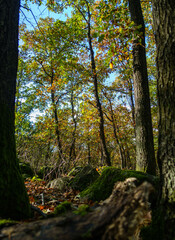 forest in autumn