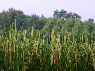 Lush green field of rice plants growing amongst a densely wooded forest.