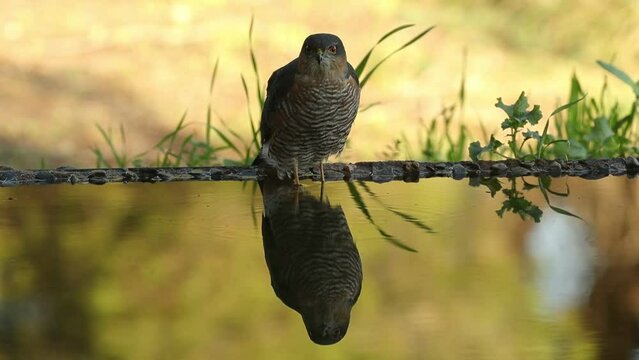 Adult male Eurasian sparrowhawk drinking at a water point in a Mediterranean forest before the sun rises
