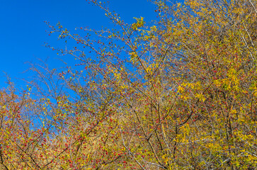 Fototapeta premium ripe hawthorn berries in Karankulsay canyon (Karankul, Tashkent region, Uzbekistan)