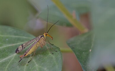 Panorpa lacedaemonia scorpionfly, Crete