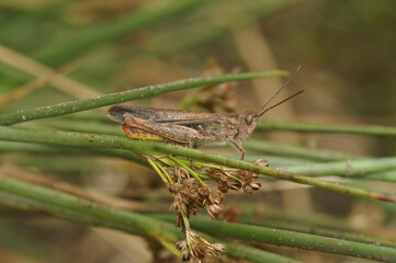 Detailed closeup on the European common field grasshopper, Chorthippus brunneus