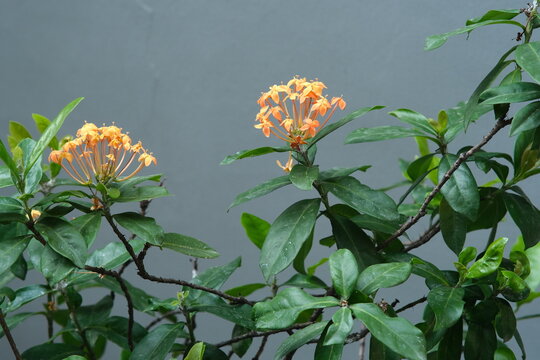 Ashoka or Asoka Orange Flowers in the garden. 
