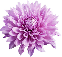 colorful chrysanthemum flower cutout without background