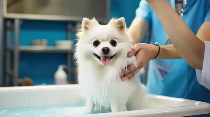 close up of woman bathing dog in grooming saloon