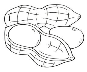 Peanut Vegetable Hand Drawn Illustration