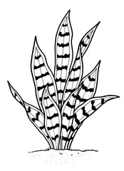 Sansevieria Snake Plant Hand Drawing Illustration