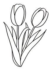 Tulip Flower Hand Drawn Illustration
