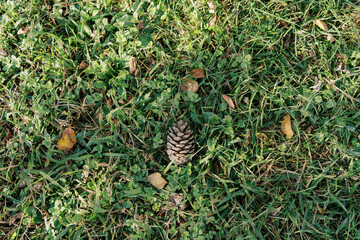 Fir cone lies on green grass among yellow leaves