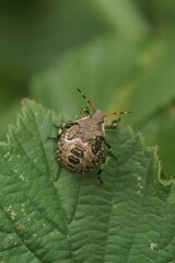 Closeup on the nymph instar of the red-legged shield ub, Pentatoma rufipes