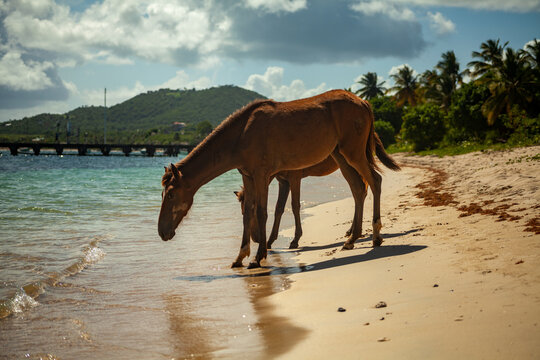 horses on the beach