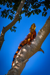 iguana on tree