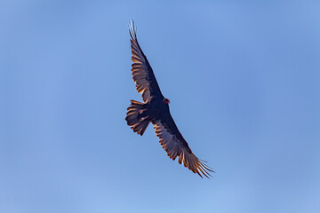 vulture in flight 