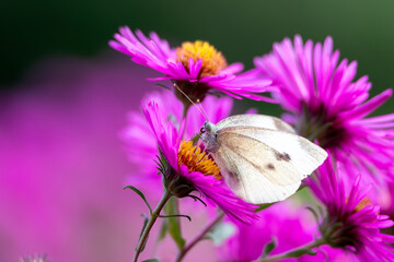 A cabbage butterfly, Pieris rapae, visits a purple Arlington flower in Sauerland