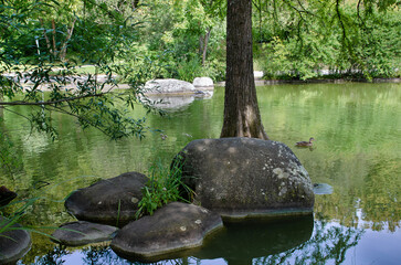 Munich Bavaria Germany -September 1 2023 west park part cypress trees on the banks of the Mollsee