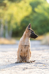 Belgian shepherd puppy dog 