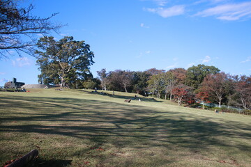 吾妻山公園