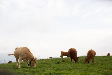 Great and amazing cattle raze of thenorth italian mountains