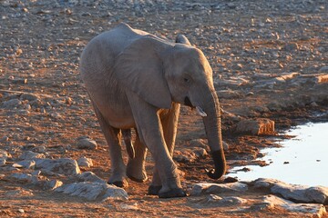 Afrikanischer Elefant am Wasserloch Halali im Etoscha Nationalpark in Namibia.