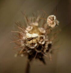 Macro photography of a little dry seed in a dark brown background