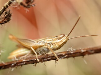 Litlle small and brown grasshopper clinging the stem of a dry plant in a red background
