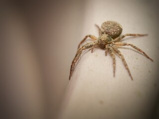 Lycosidae - wolf spider walking on the edge of a pot