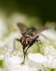 MacroFly - Macro photography of a fly
