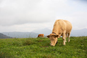 Great and amazing cattle raze of thenorth italian mountains