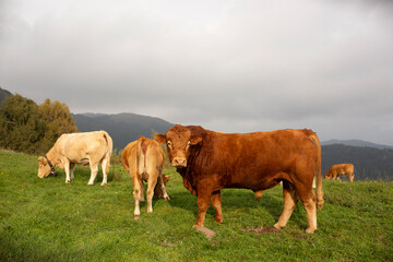 Fototapeta premium Great and amazing cattle raze of thenorth italian mountains