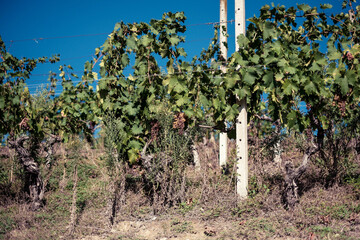 Fototapeta na wymiar landscapes of vineyards in the Piedmontese Langhe, in the time of the harvest, in the autumn of 2023. producers of Italian wine