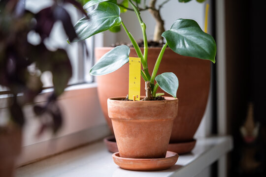 Fungus gnats stuck on yellow sticky trap closeup. Non-toxic flypaper for Sciaridae insect pests around potted Philodendron houseplant on windowsill at home. Eco plant pest control indoor. 