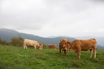 Great and amazing cattle raze of thenorth italian mountains