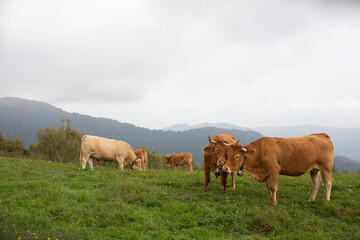 Great and amazing cattle raze of thenorth italian mountains
