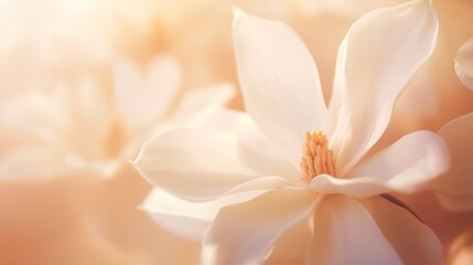 Obraz na płótnie Canvas Magnolia flower background closeup with soft focus and sunlight