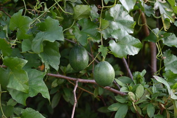 Trichosanthes kirilowii var. japonica unripe fruits. Cucurbitaceae dioecious perennial vine. Fruits...