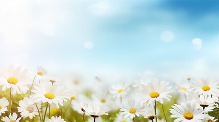 daisy flower and nature spring background, bokeh and blurred, space for text