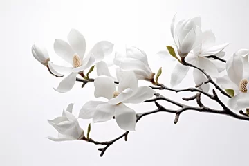 Zelfklevend Fotobehang magnolia with branch on white background  © arjan_ard_studio