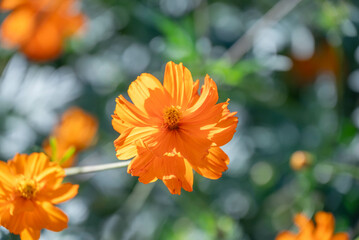 コスモスの咲く公園の風景
