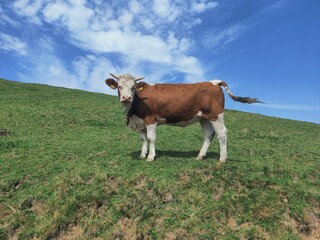 Fototapeta na wymiar alpine cow