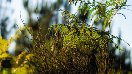 Rangées de pins et vue rapprochée de fougères vertes, dans la forêt des Landes de Gascogne