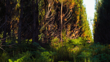 Rangées de pins et vue rapprochée de fougères vertes, dans la forêt des Landes de Gascogne