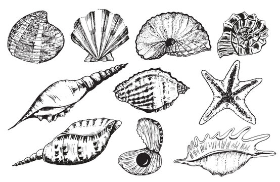 Hand-drawn ink illustration. Black and white. A bundle of different sea shells for any design work. Vector
