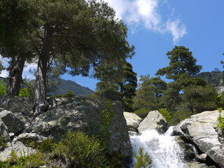 Kiefernbäume auf Korsika