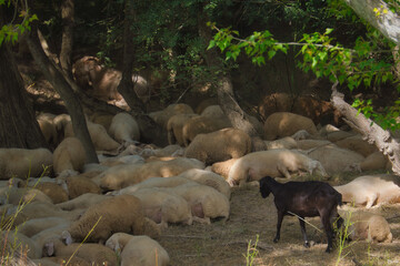 Flock of sheep resting in the shade of trees